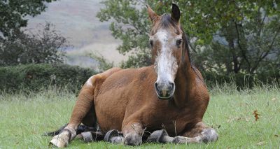 Survey seeks to better understand Equine Cushing's Disease